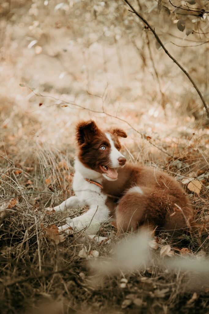 A brown and white dog sitting in the grass