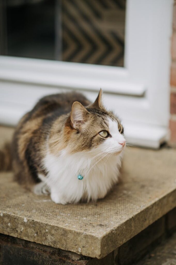 A cat sitting on a stone ledge looking out the window