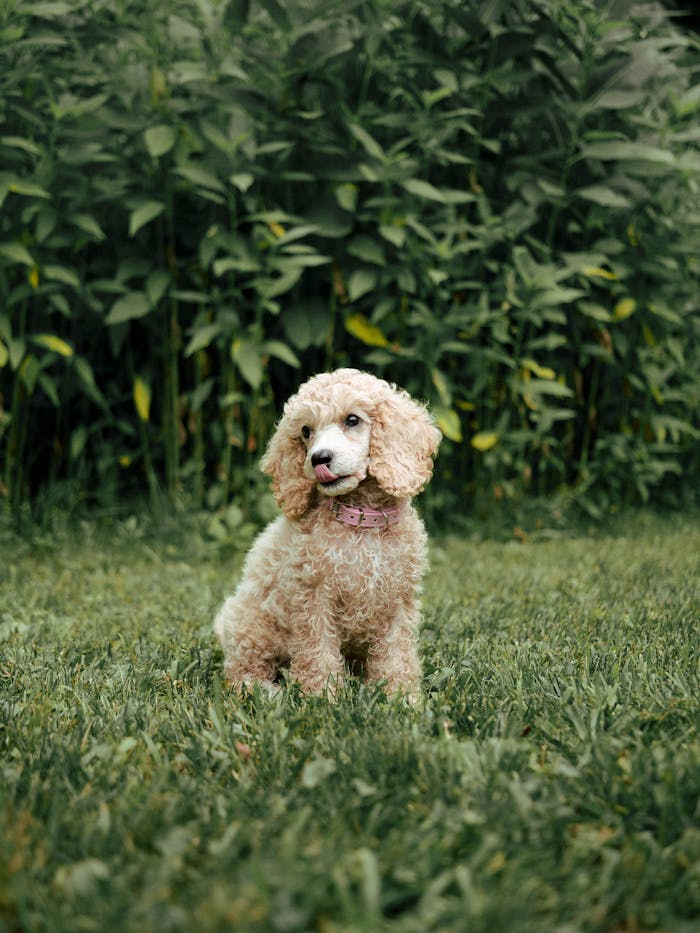 Curly Garden Companion
